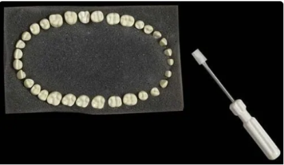 Picture of Typhodonts Foam Set  - S/32 - 1 Set